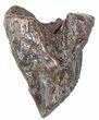 Triceratops Tooth Crown (Partially Rooted) - Montana #53125-1